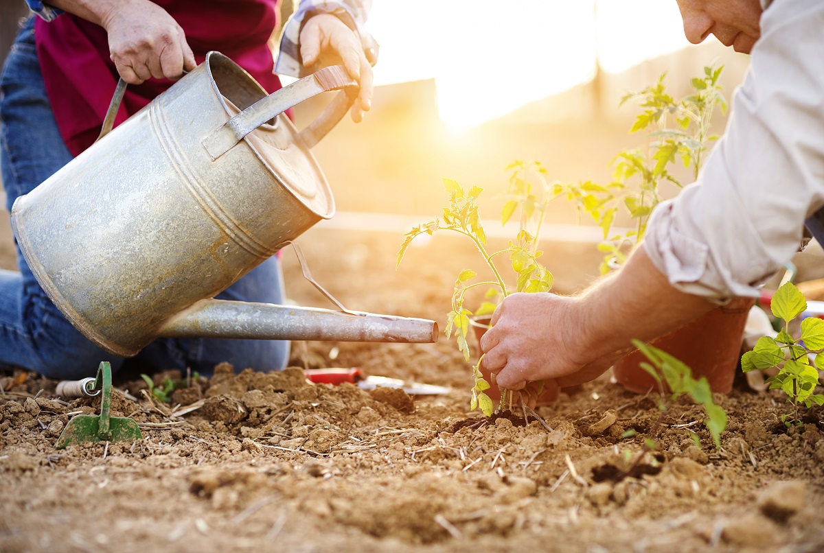 Soil Testing - Clear Creek CSU Extension