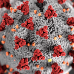 Microscope view of coronavirus