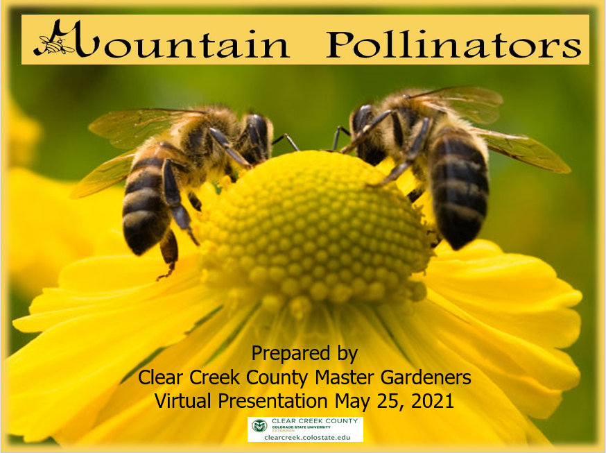 Mountain Pollinators title slide with bees on yellow flower
